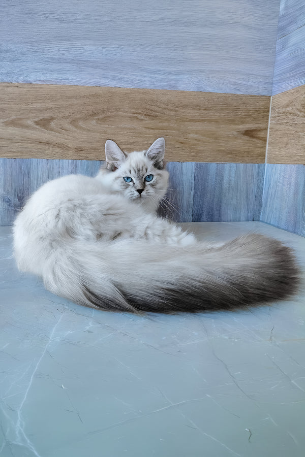 Edward | Siberian Kitten