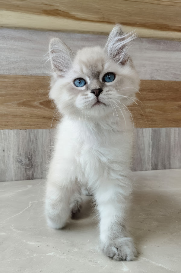 Efim | Siberian Kitten