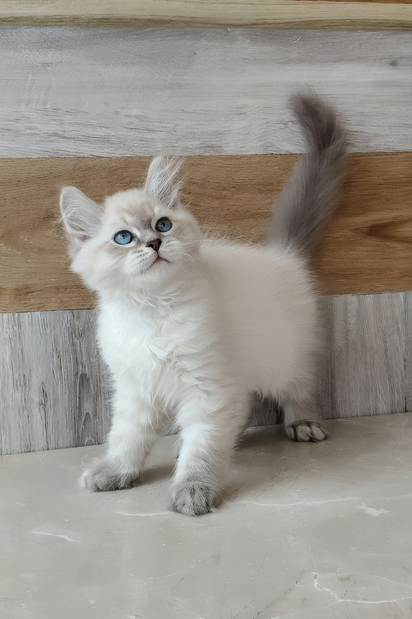 Efim | Siberian Kitten
