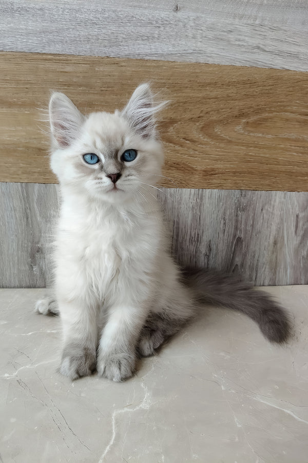 Efim | Siberian Kitten