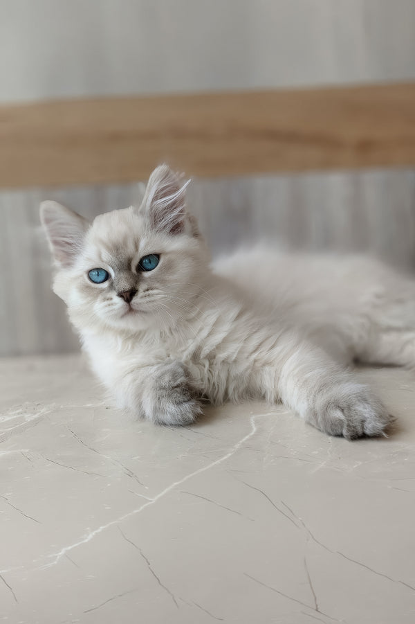 Efim | Siberian Kitten