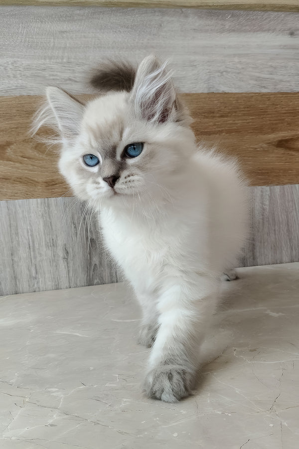 Efim | Siberian Kitten