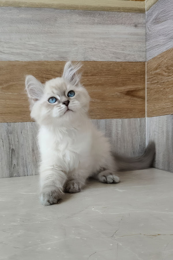 Efim | Siberian Kitten