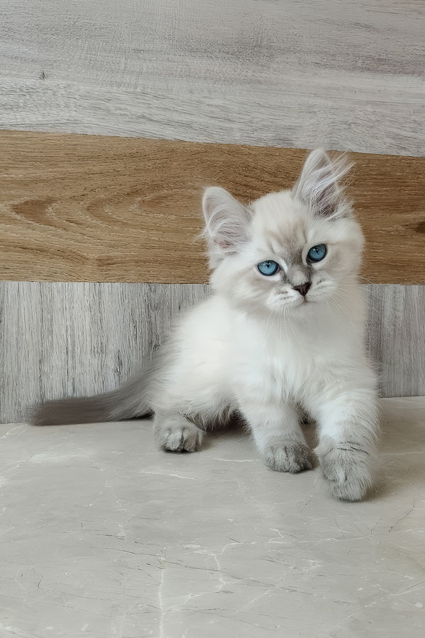 Efim | Siberian Kitten