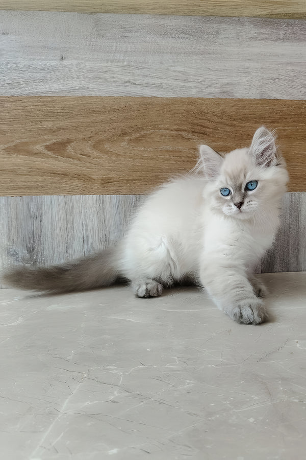 Efim | Siberian Kitten