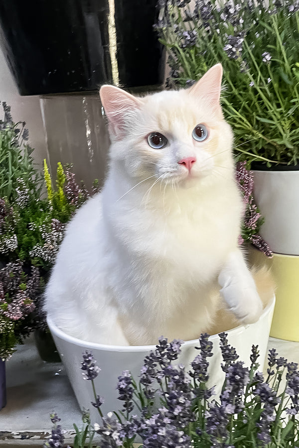 Eggchan | Ragdoll Kitten