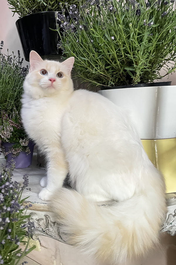 Eggchan | Ragdoll Kitten