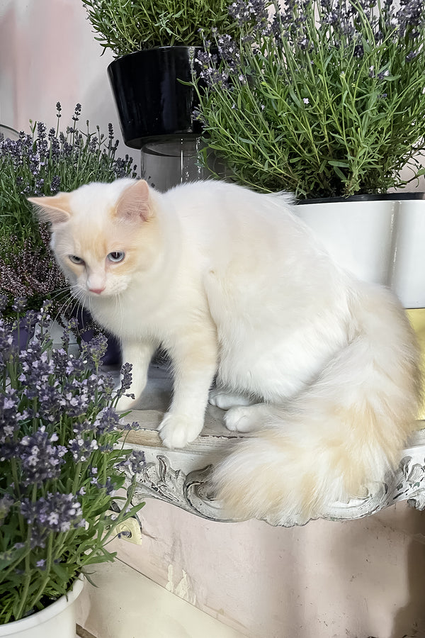 Eggchan | Ragdoll Kitten