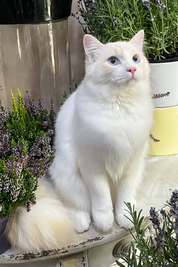 Eggchan | Ragdoll Kitten