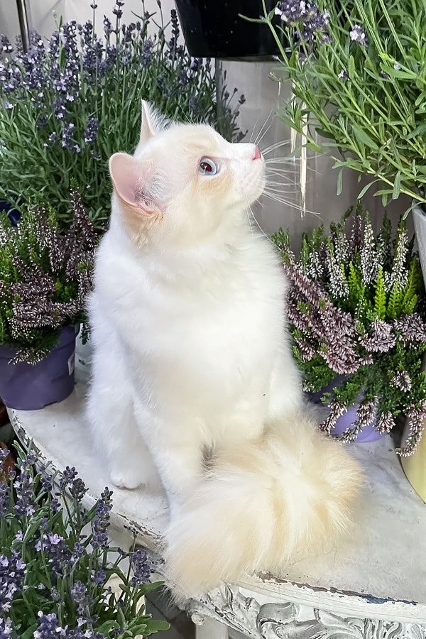 Eggchan | Ragdoll Kitten