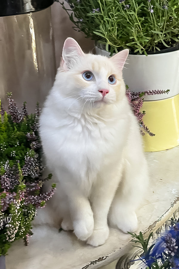 Eggchan | Ragdoll Kitten