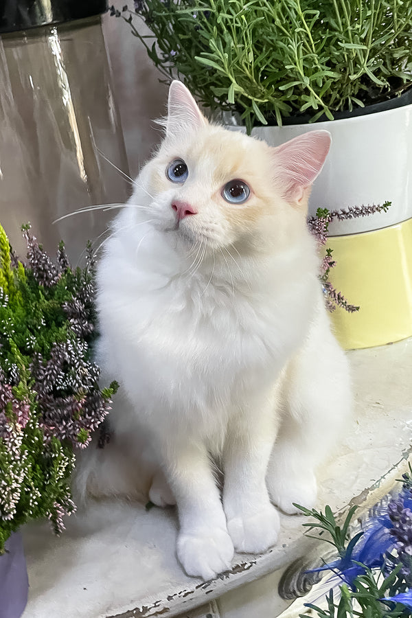 Eggchan | Ragdoll Kitten
