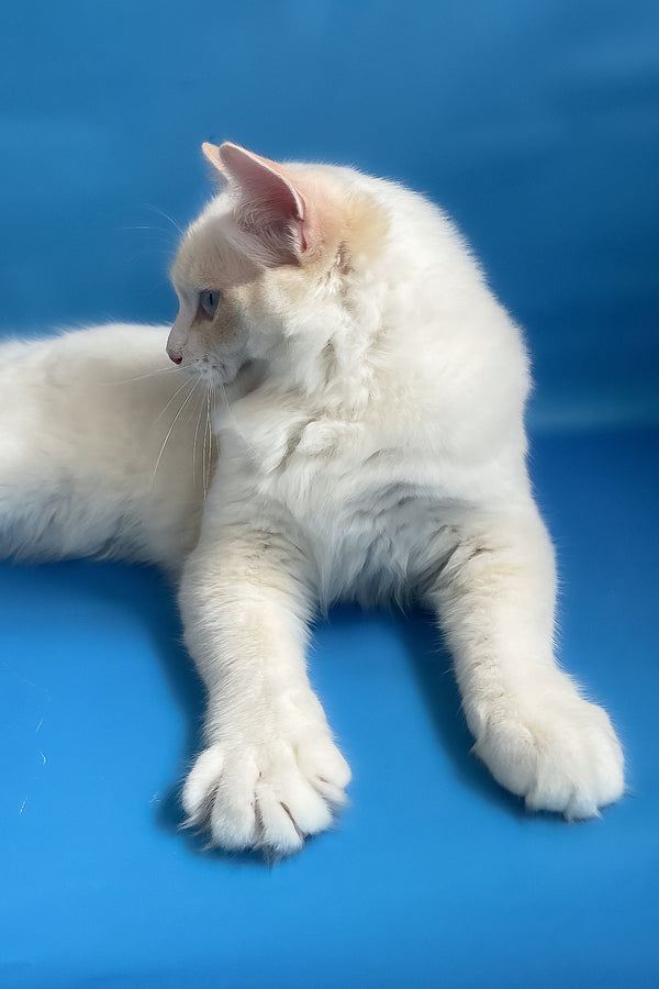 Eggchan | Ragdoll Kitten