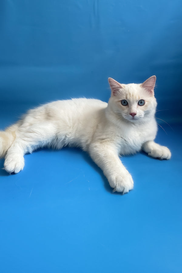 Eggchan | Ragdoll Kitten