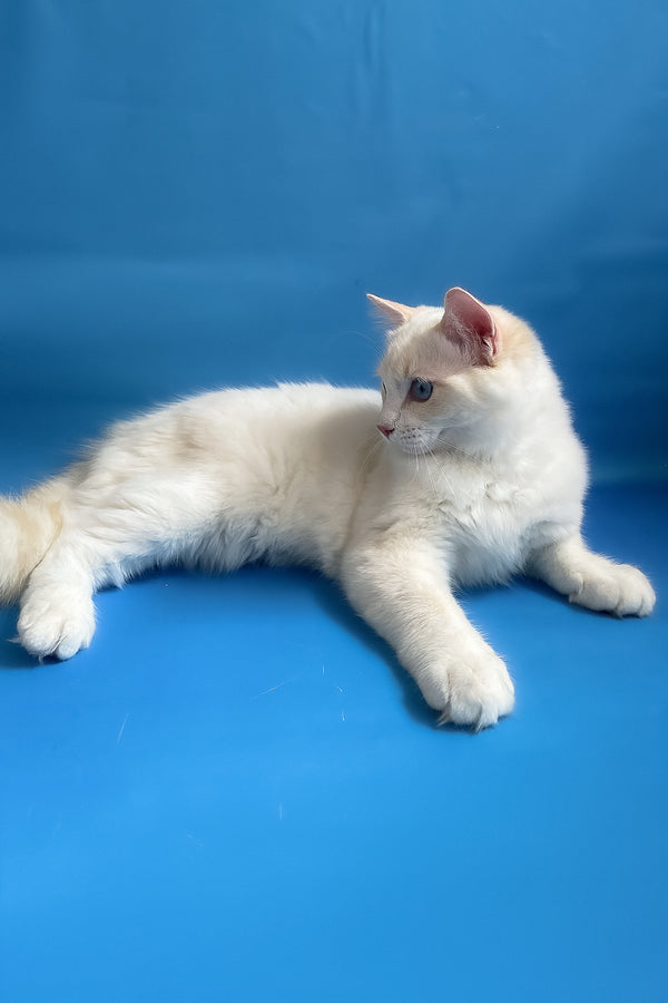 Eggchan | Ragdoll Kitten
