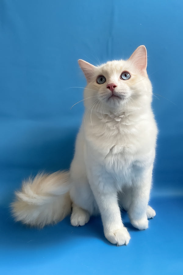 Eggchan | Ragdoll Kitten