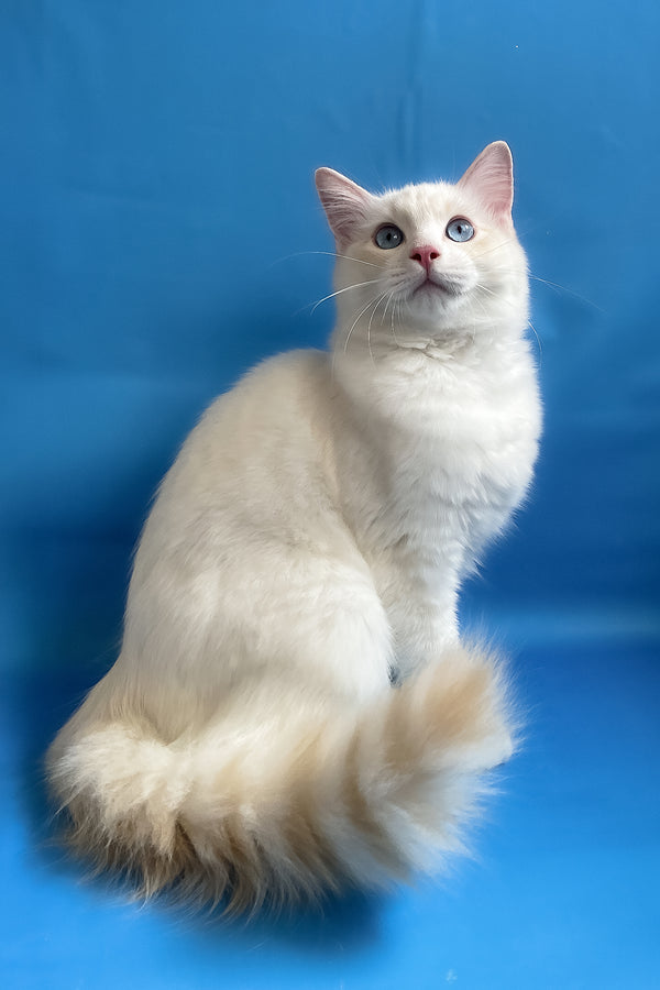 Eggchan | Ragdoll Kitten
