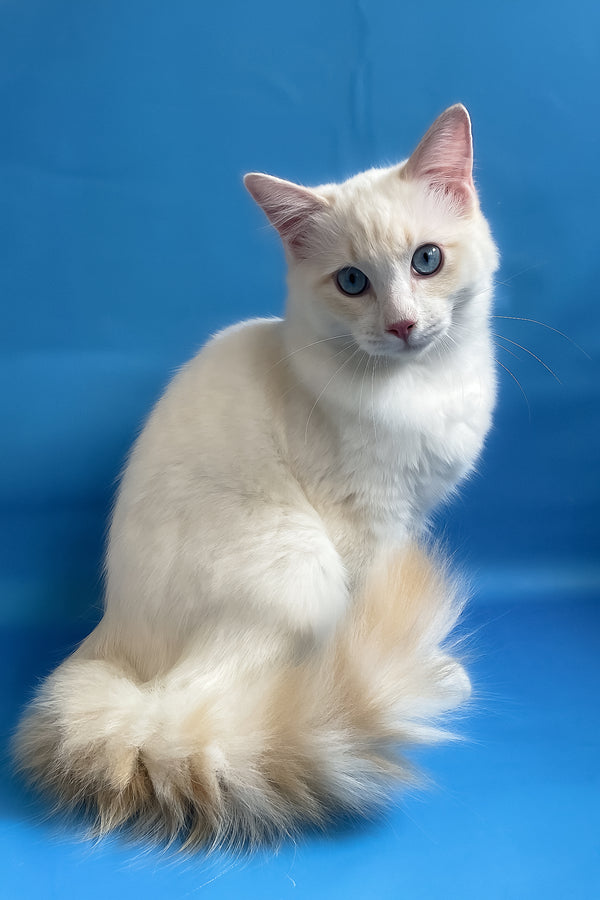 Eggchan | Ragdoll Kitten