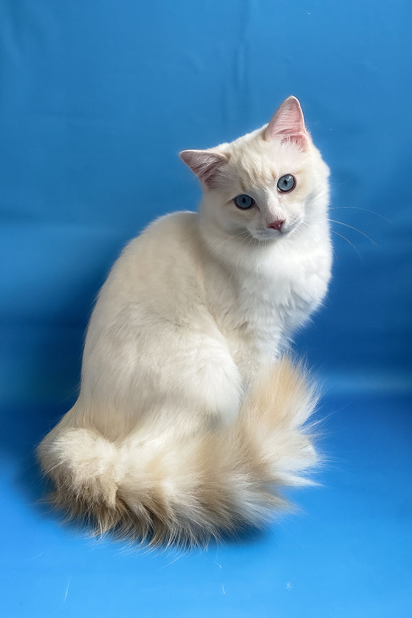 Eggchan | Ragdoll Kitten