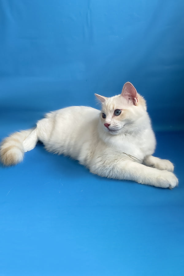 Eggchan | Ragdoll Kitten
