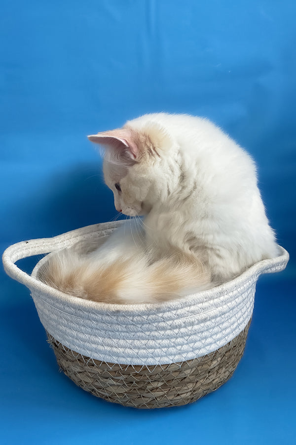 Eggchan | Ragdoll Kitten