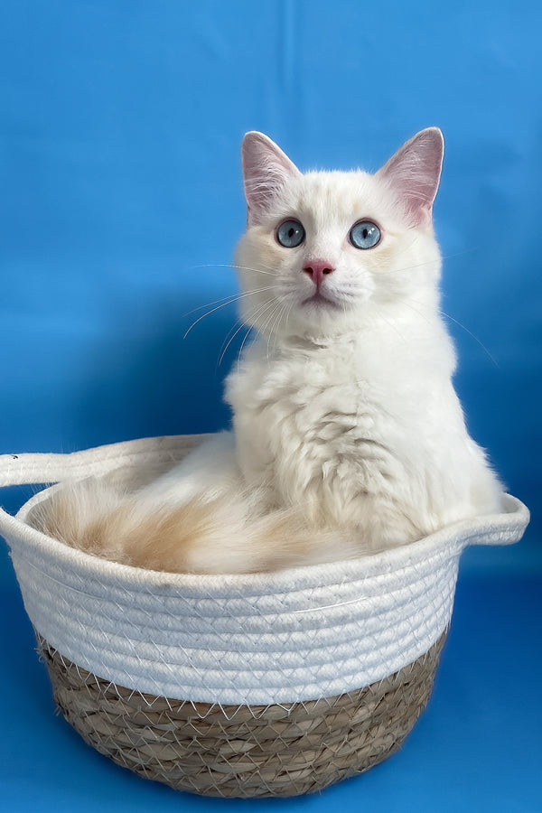 Eggchan | Ragdoll Kitten
