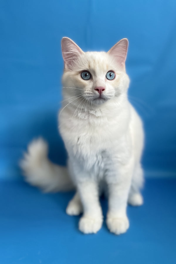 Eggchan | Ragdoll Kitten