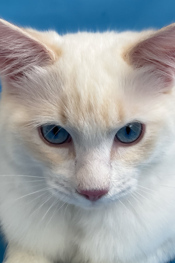 Eggchan | Ragdoll Kitten