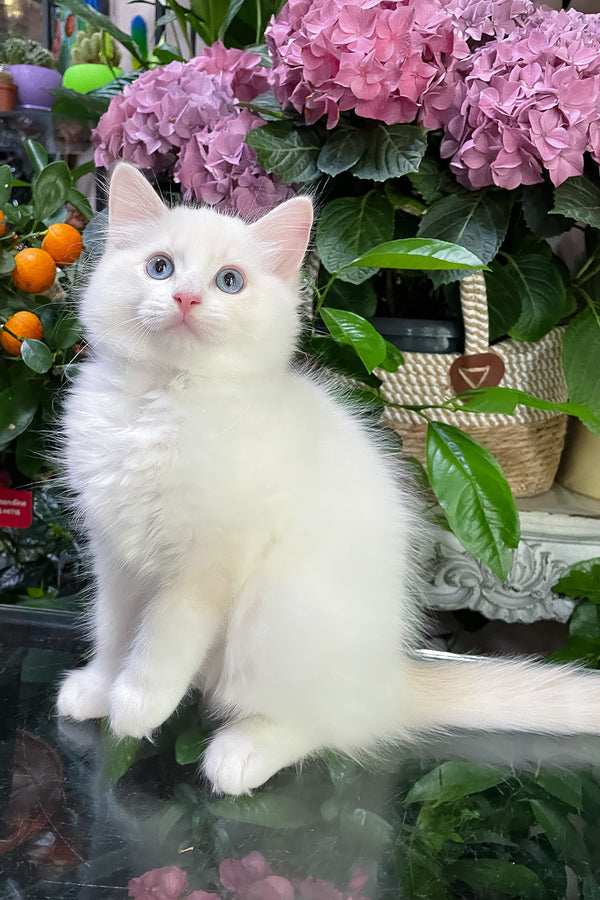 Eggchan | Ragdoll Kitten