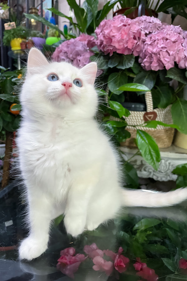 Eggchan | Ragdoll Kitten