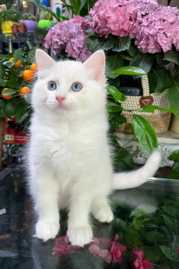 Eggchan | Ragdoll Kitten