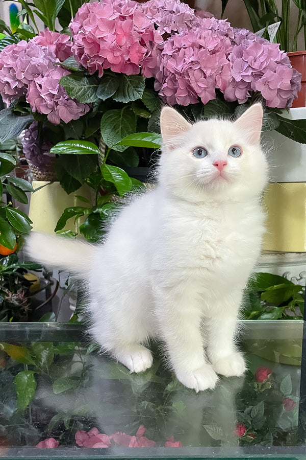 Eggchan | Ragdoll Kitten