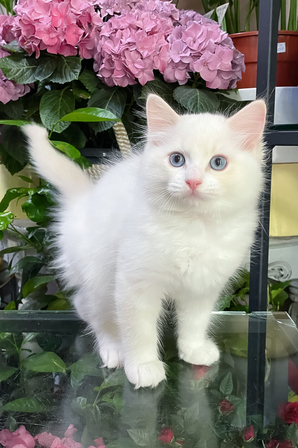 Eggchan | Ragdoll Kitten