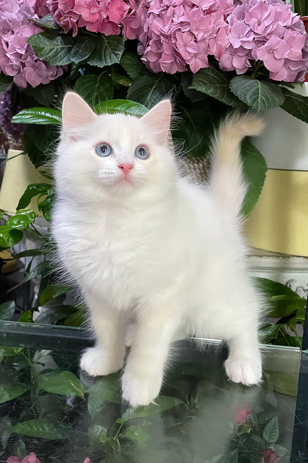 Eggchan | Ragdoll Kitten