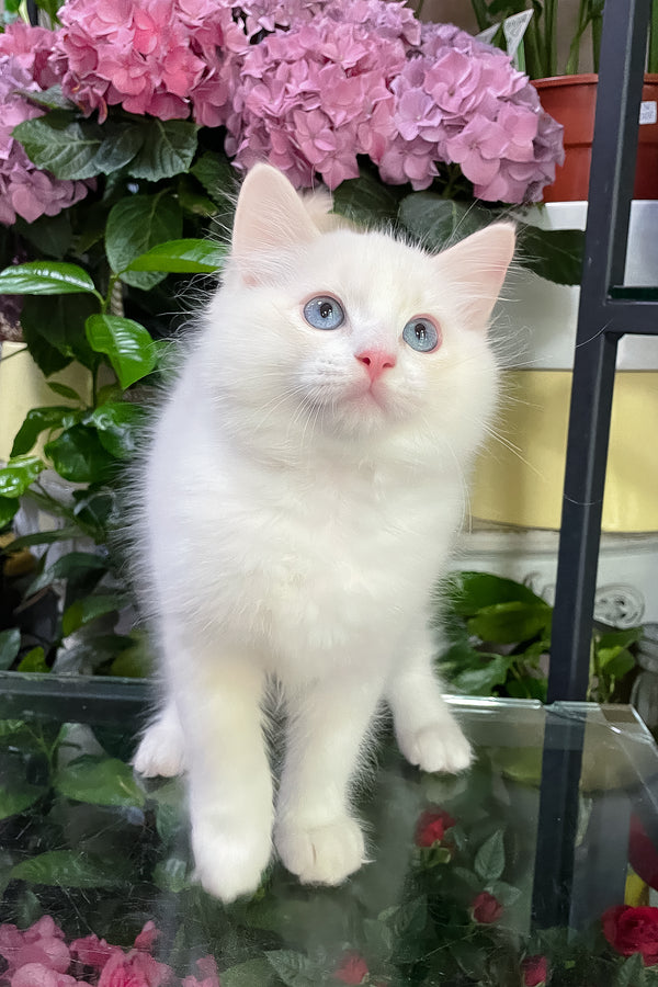 Eggchan | Ragdoll Kitten