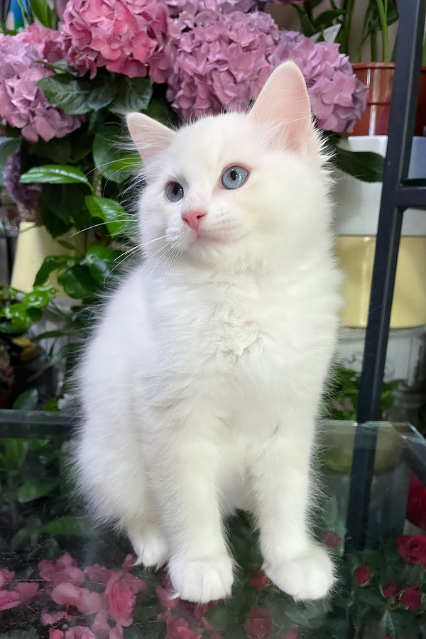 Eggchan | Ragdoll Kitten