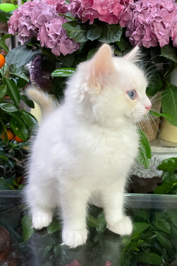 Eggchan | Ragdoll Kitten