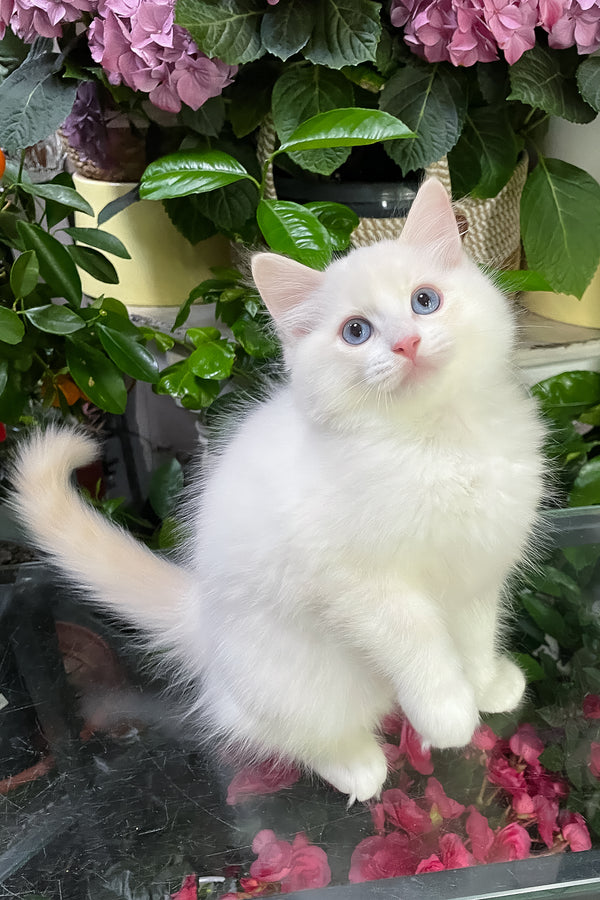 Eggchan | Ragdoll Kitten