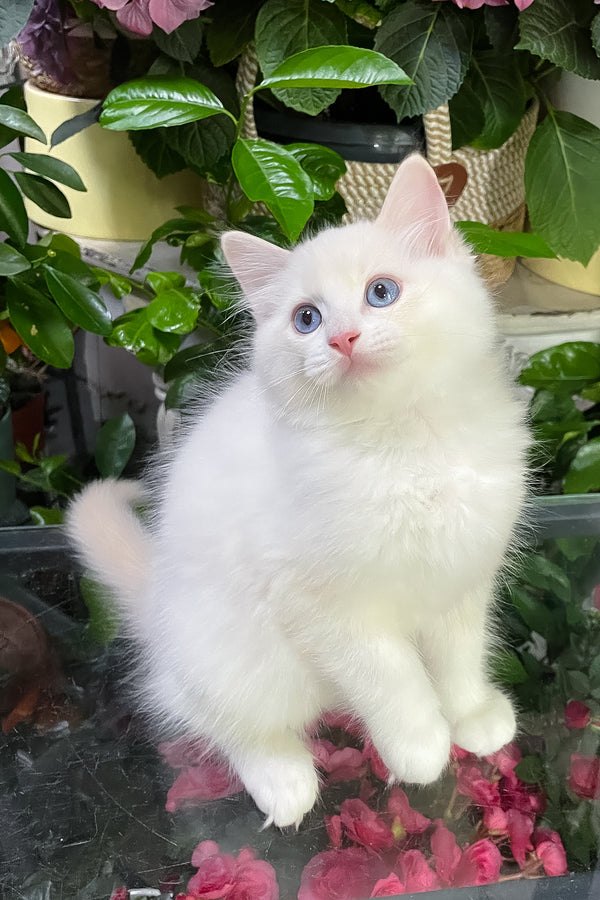 Eggchan | Ragdoll Kitten