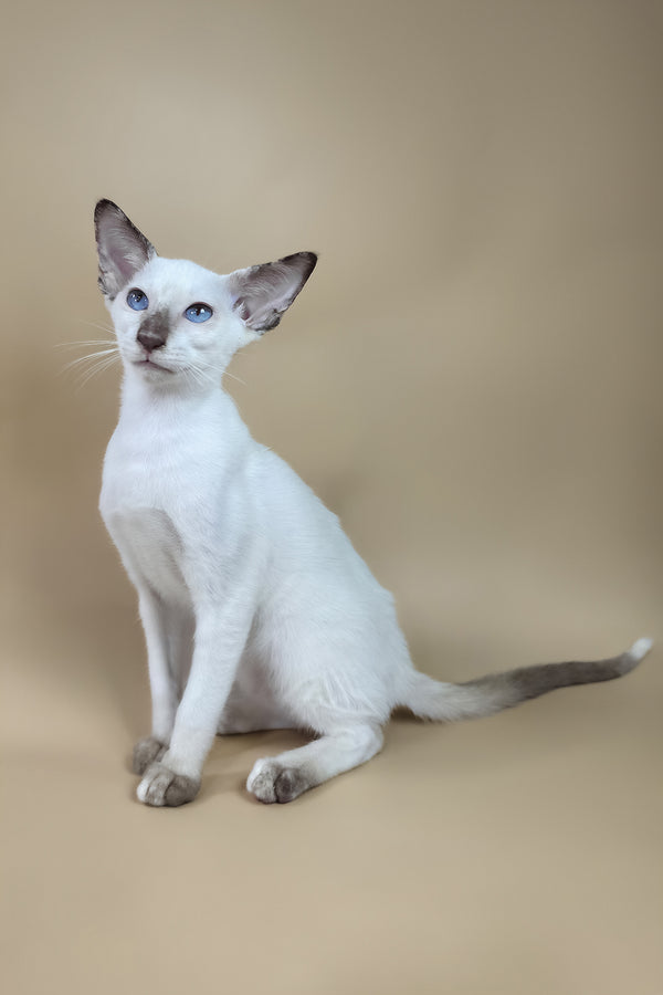 Eir | Oriental Shorthair Kitten