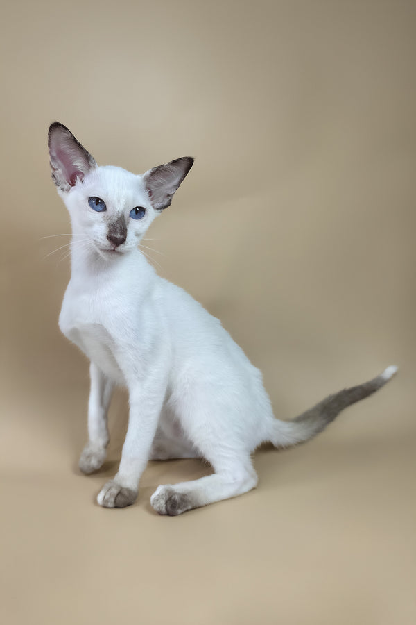 Eir | Oriental Shorthair Kitten