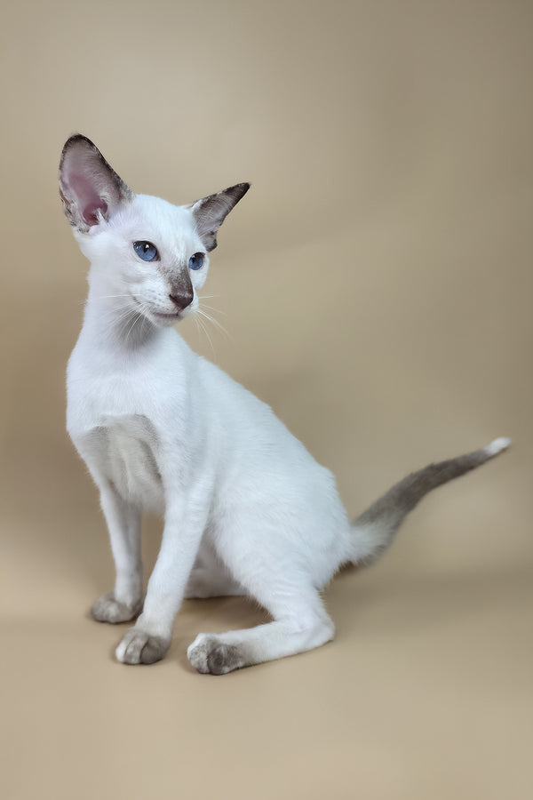 Eir | Oriental Shorthair Kitten