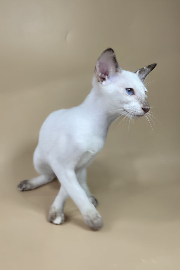 Eir | Oriental Shorthair Kitten