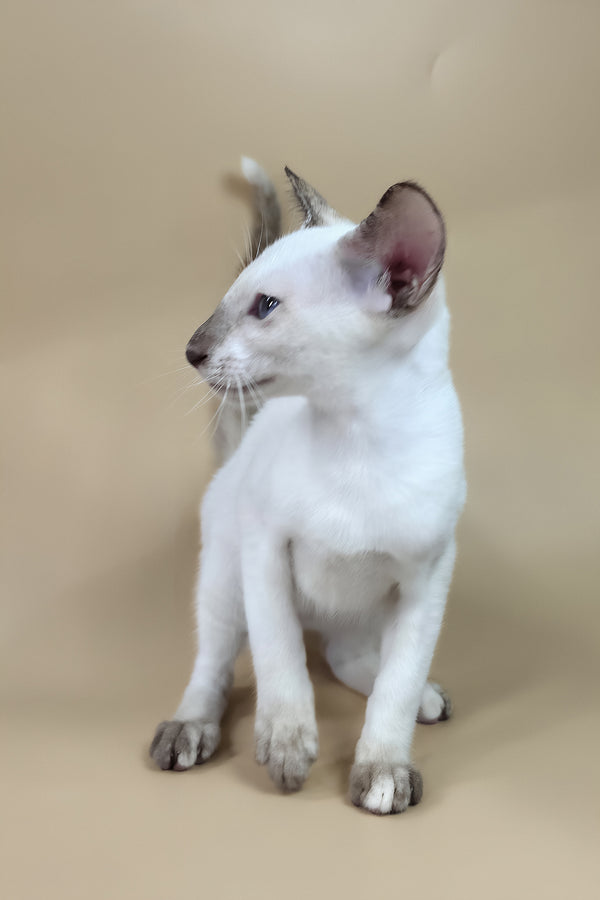 Eir | Oriental Shorthair Kitten