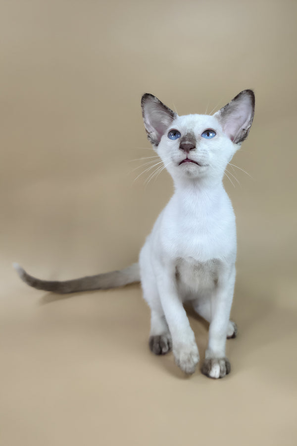 Eir | Oriental Shorthair Kitten