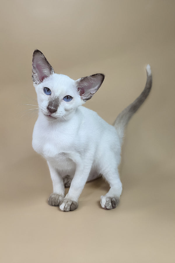 Eir | Oriental Shorthair Kitten