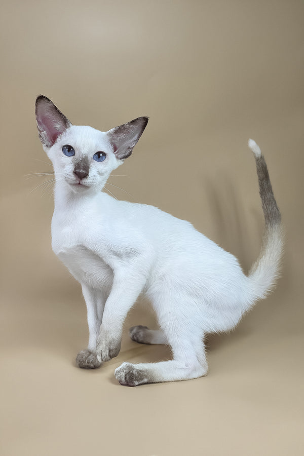 Eir | Oriental Shorthair Kitten