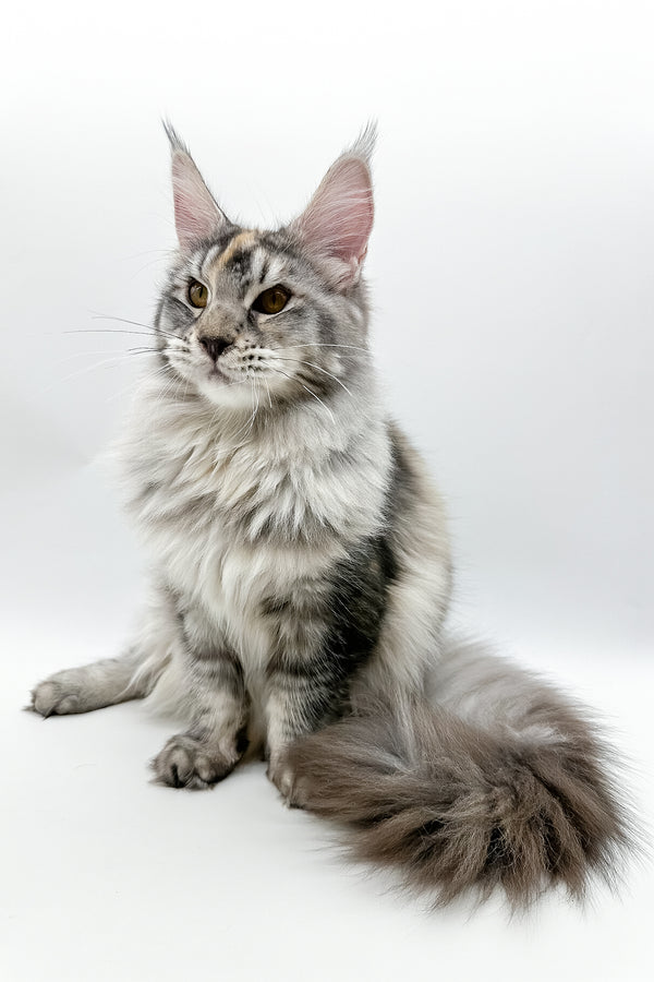 Elany | Maine Coon Kitten