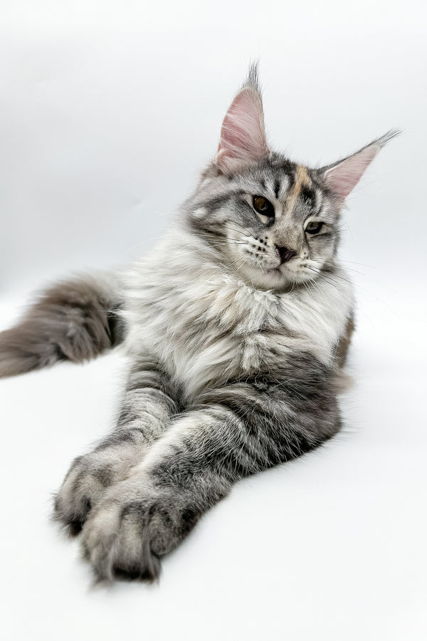 Elany | Maine Coon Kitten