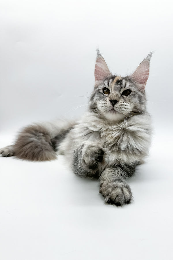 Elany | Maine Coon Kitten